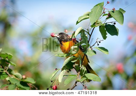 Baltimore Oriole