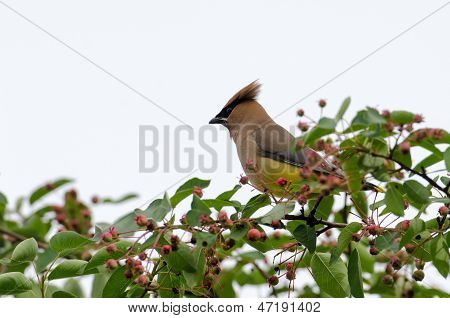 Ampelis americano