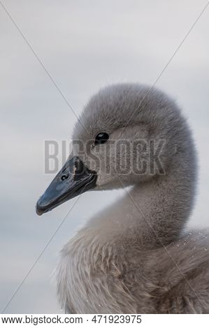 Close-up Of A Swan. Portrait Of One Gray Baby Swan. Side View Of Mute Swan Cygnet. Cygnus Olor In Sp