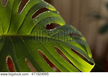 Close Up Of Water Drops On Fresh Monstera Minima Or Rhaphidophora Tetrasperma Houseplant Leaf Indoor