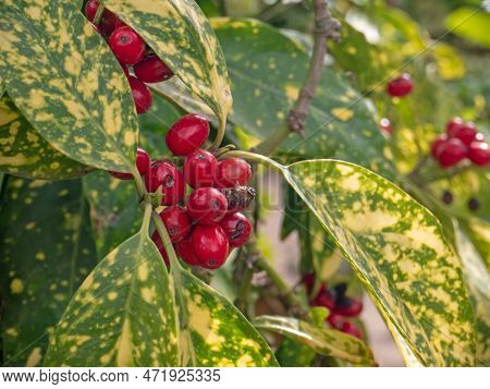 Aucuba Japonica Crotonifolia, Spotted Laurel Or Japanese Laurel Or Japanese Aucuba Or Gold Dust Plan