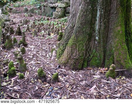 Taxodium Distichum, Bald Cypress Or Swamp Cypress Tree. Detail Of Lower Trunk. Peculiarity Of Growth