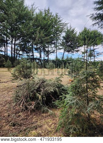 Trees With Foliage In An Area Of ​​temperate Climate Forest, In Tenango, Mexico