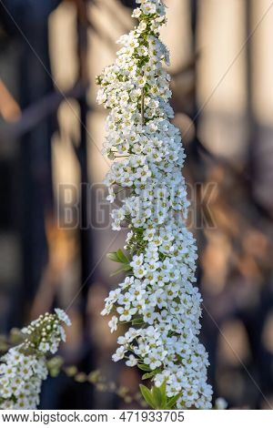 Spiraea White Early Spring Flower In The Garden Design.