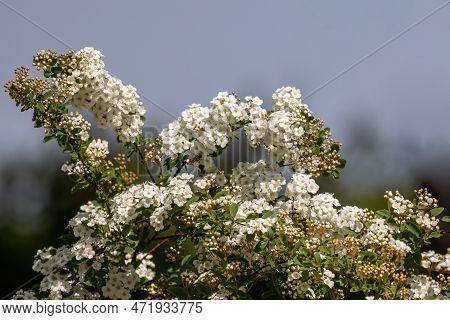 Spiraea White Early Spring Flower In The Garden Design.