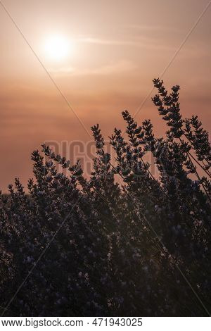 Backlighting Of Lavender Flowers At Sunset On A Hot Summer Day, Torrid Heat, High Temperatures, Vert