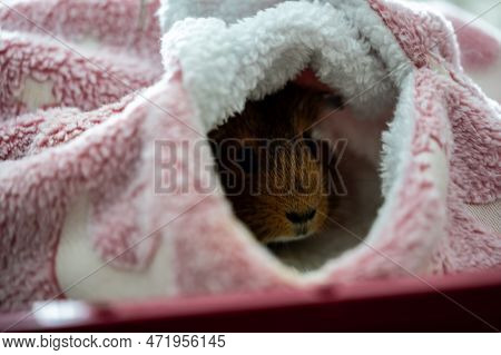 Guinea Pig Relaxing In A Warm Fleece Hideout