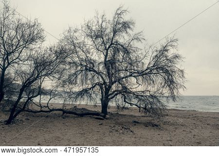 Silhouette Of Trees On Beach Of Black Sea. Crimea