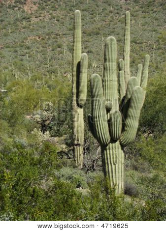 Saguaros