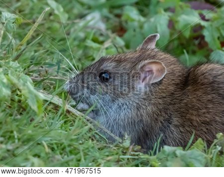 Close-up Of The Common Rat (rattus Norvegicus) With Dark Grey And Brown Fur In Green Grass. Wildlife