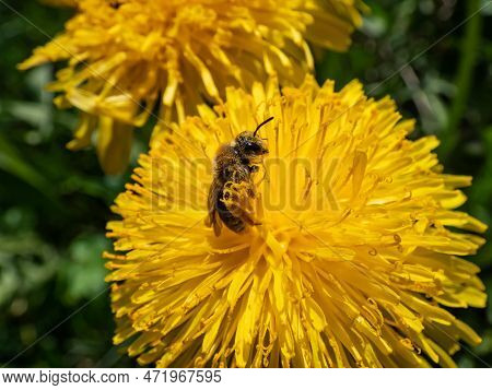 Macro Shot Of A Single Bee Covered With Yellow Pollen On A Yellow Dandellion Flower (lion's Tooth) F