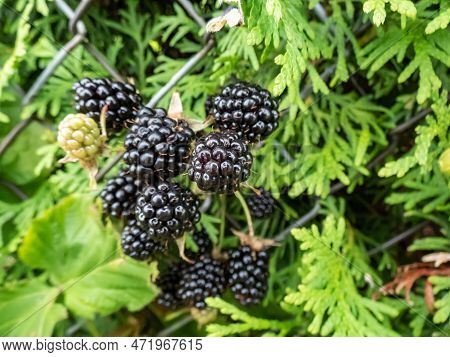 Close-up Shot Of The European Dewberry (rubus Caesius) Growing In The Backyard Garden With Black, Ri