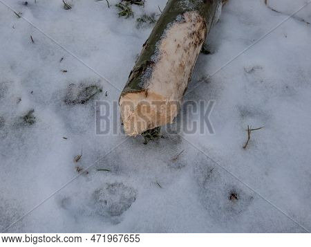 Big Tree Trunk With Beaver Activity Damage And Signs On Wood Trunk From Teeth. Tree Cut By Beaver Fa