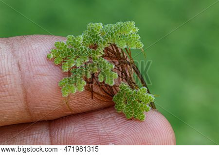 Azolla Microphylla Used An Ingredient In Animal Feed  Or As Compost