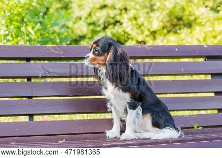 Tricolor Dog On Bench. Cavalier King Charles Spaniel In Park. Puppy Spaniel, Small Dog Lies On Brown