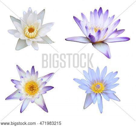 4 Lotus Flowers Photographed From A High Angle In 2d Are Arranged On A White Background With Clippin