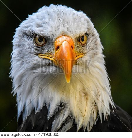 Beautiful Bald Eagle Portrait Against A Dark Background
