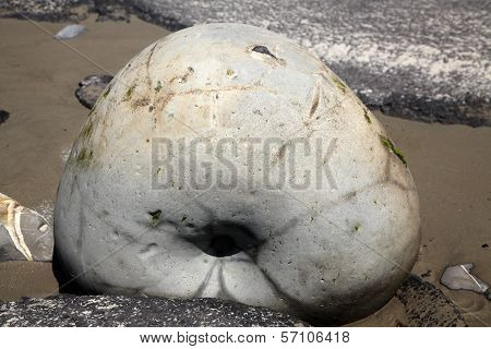 A Moeraki Boulder 