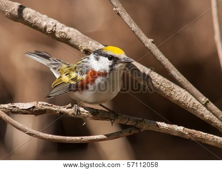 Chestnut-sided Warbler