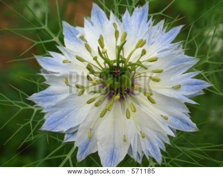 파란색과 흰색 꽃