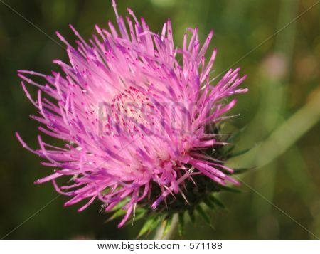 Acanthium 꽃 핑크