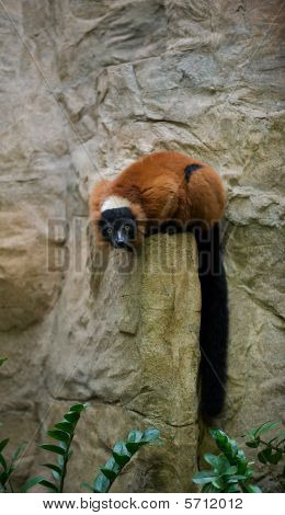 Lemur en una roca.