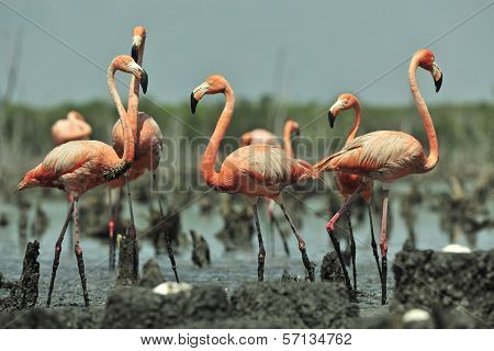 Great Flamingo  (phoenicopterus Ruber)