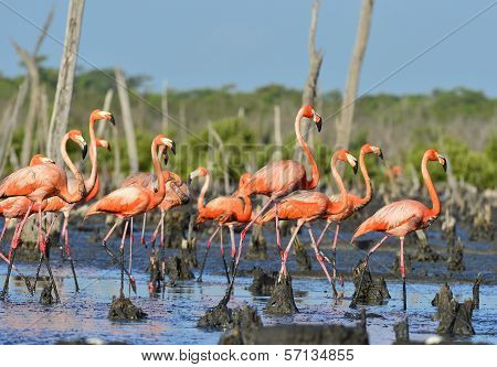 Great Flamingo  (phoenicopterus Ruber)