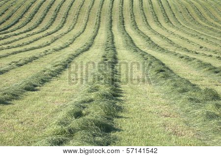 Hayfield