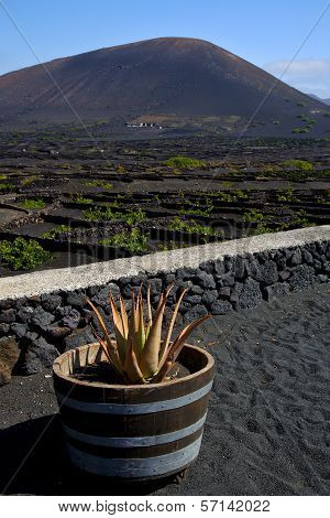 Cactus  Viticulture  Winery Lanzarote Spain