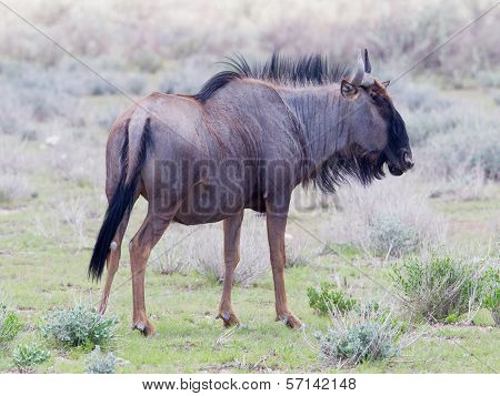 Wildebeest Walking The Plains Of Etosha National Park