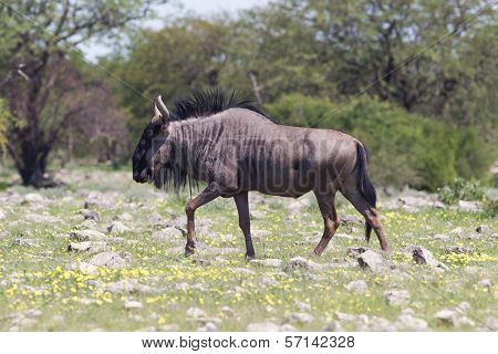 Wildebeest Walking The Plains Of Etosha National Park