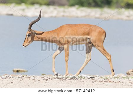 Male Black-faced Impala (aepyceros Melampus Petersi)
