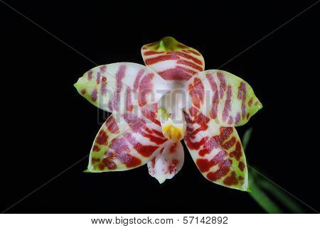 Orchid, Phalaenopsis Amboinensis On Black Background