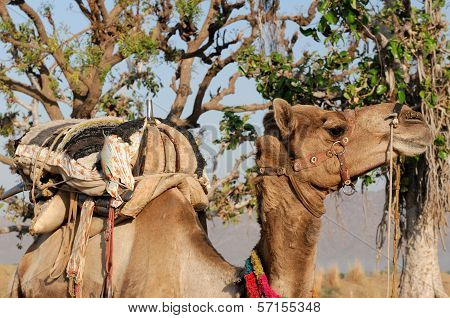 Camel
