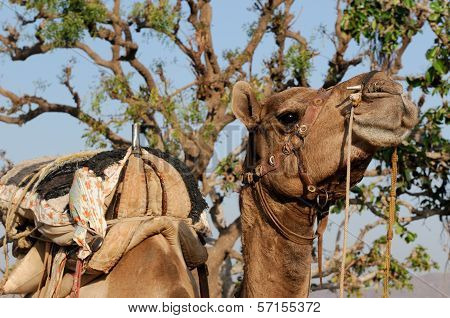 Camel