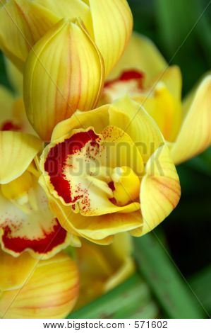 Pantofel żółta orchidea