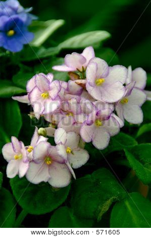 Violets แอฟริกัน (แอฟริกันไวโอเล็ต)