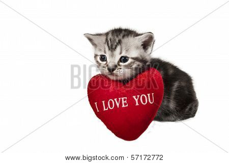 L British Shorthair Kitten With Sign 
