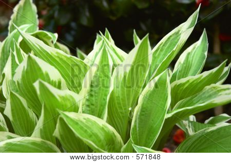 Hosta