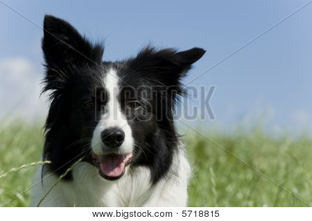 Bordercollie