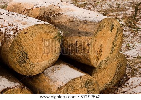 Large Sawn Timber