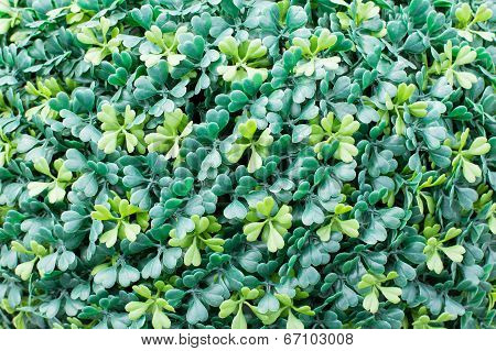 Green Leaves Close-up