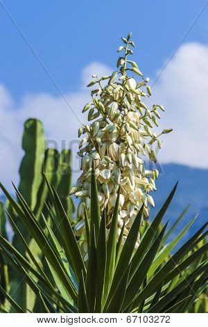 Large inflorescence of white decorative southern flowers