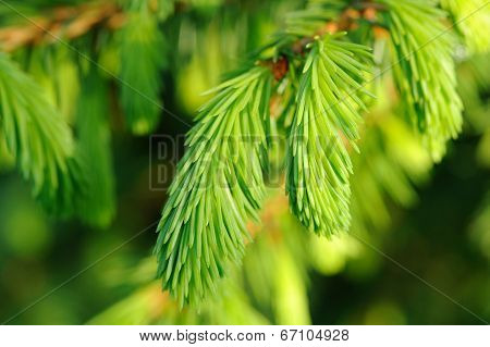 New Spruce Branches Close-Up