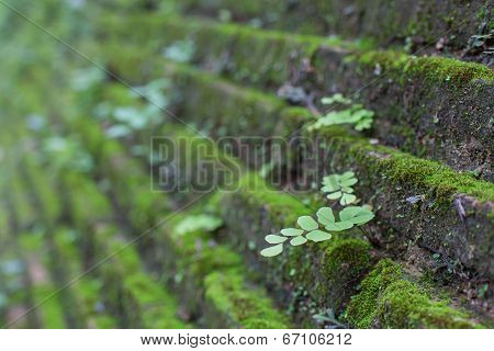 Brick Texture
