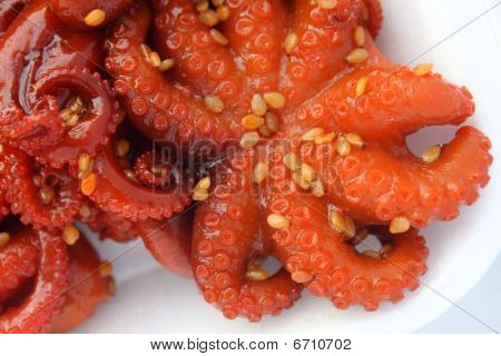 Baby-Oktopus