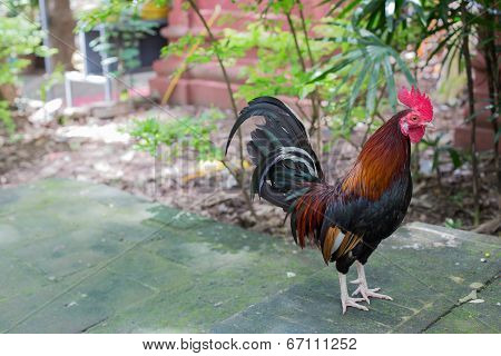 Bantam, Thailand