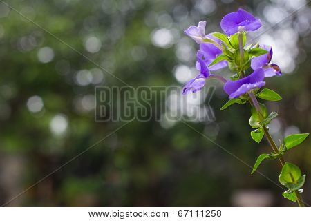 Beautiful Flower