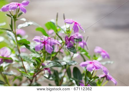 Beautiful Flower